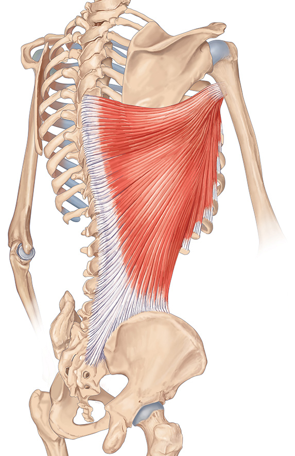 muscle grand dorsal