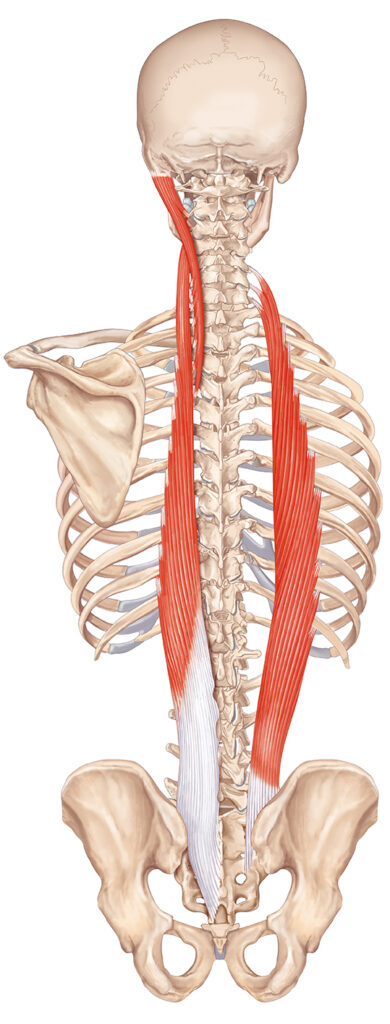 longissimus iliocostal muscle