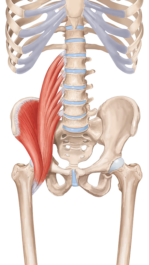 muscle psoas squelette