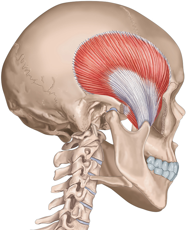 muscle temporal superficiel crâne profil