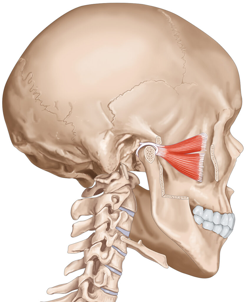 muscle ptérygoïdien latéral