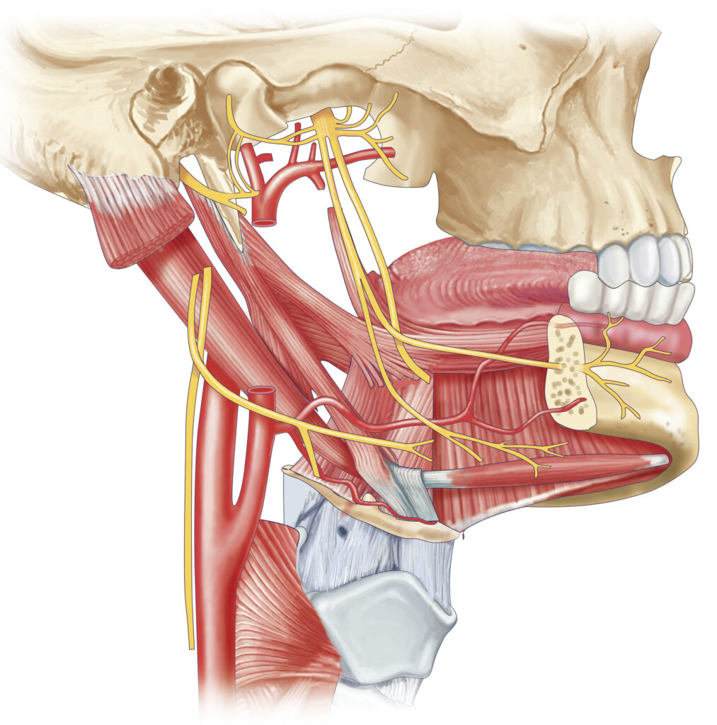 nerfs face crâne muscle vascularisation artère