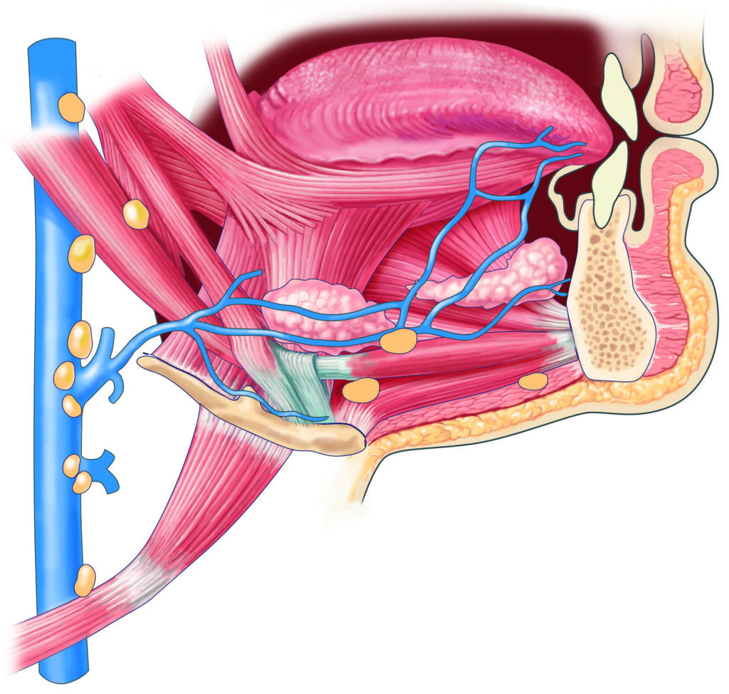 veine langue muscle ORL 