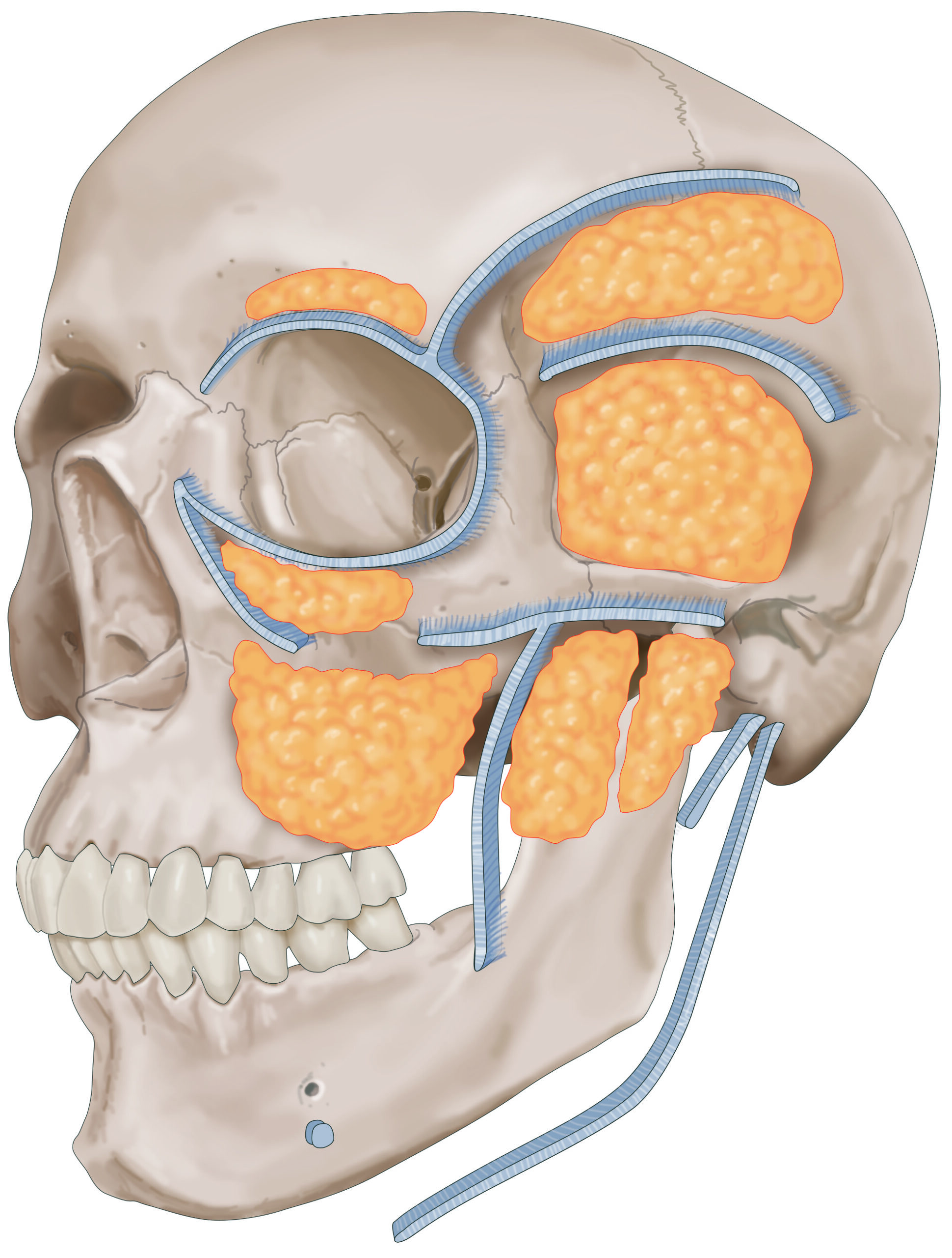 crâne fascias anatomie
