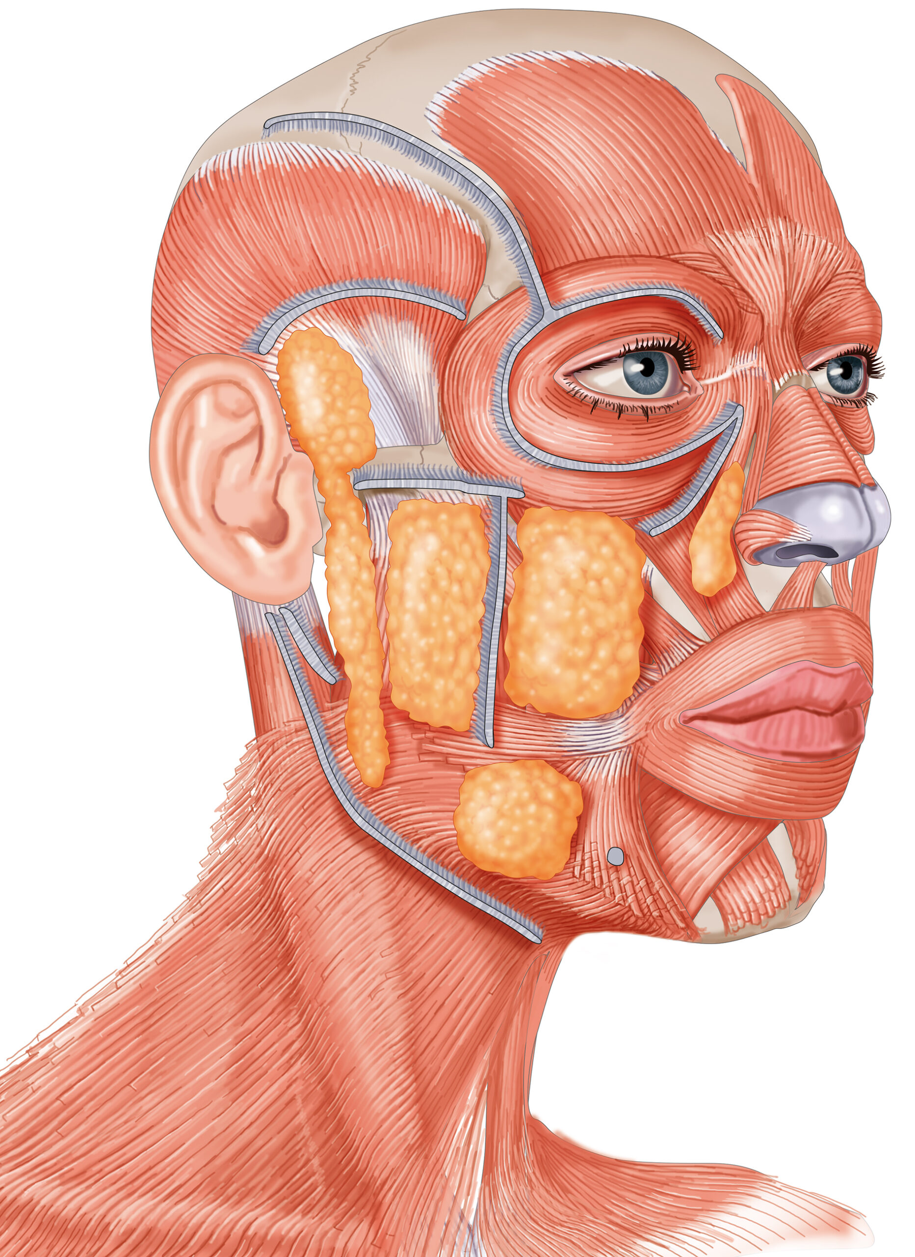 anatomie descriptive muscles tête fascias loge graisseuse