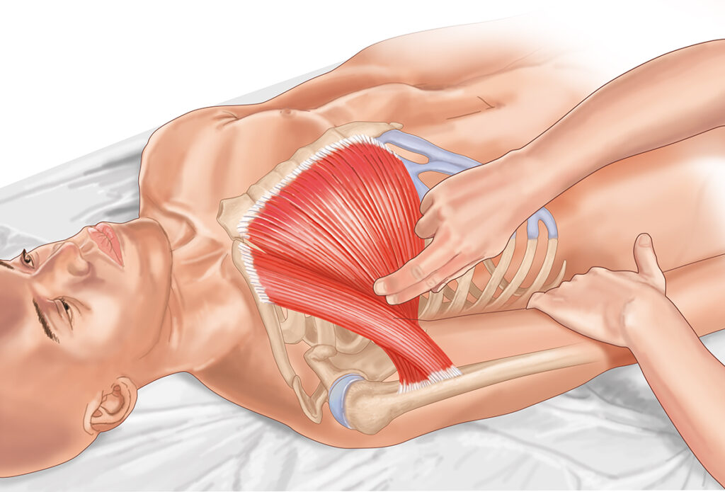 palpation muscle pectoral